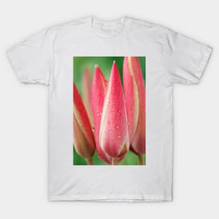 Tulipa clusiana  'Cynthia'  AGM  Lady tulip  Miscellaneous tulip T-Shirt